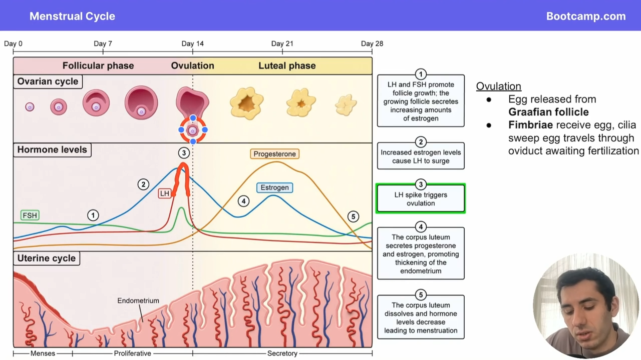 <p>LH spike triggers ovulation </p>