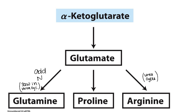<p>glutamate, glutamine, proline, arginine </p>