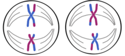 <ul><li><p><span>Chromosomes individually line up at the metaphase II plate</span></p></li><li><p><span>Spindle fibres attach to chromosomes' centromeres</span></p></li></ul><p></p>