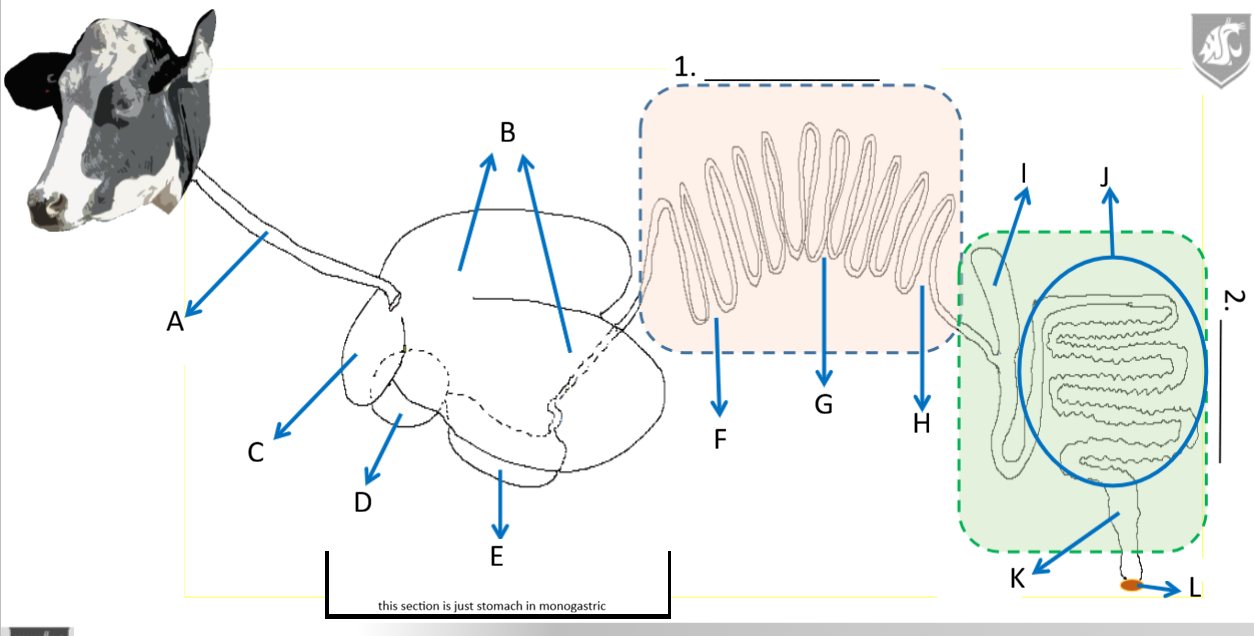<p>E</p>