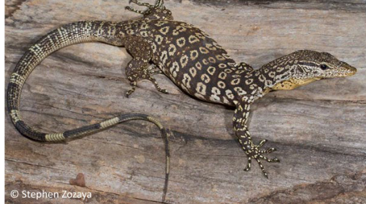 <p>Family: Varanidae</p>