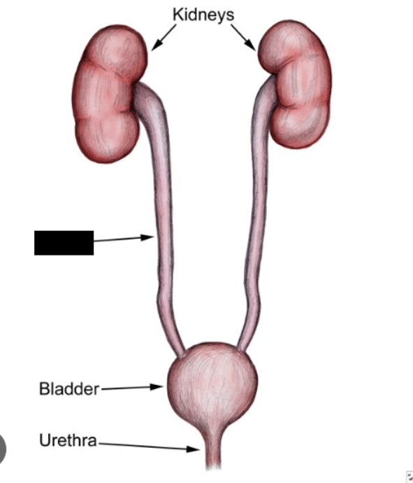 <p><span style="background-color: transparent;">Tubes that carry urine from the kidneys to the bladder. They exit the kidneys at the <strong>hilum</strong> and extend inferiorly and medially to the bladder. They have a smooth muscle layer capable of producing peristaltic contractions that occur every 2 to 3 minutes. The parasympathetic nervous system increases these contractions, and the sympathetic nervous system inhibits them.</span></p>
