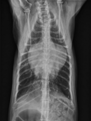 <p>What sign is classic for feline HCM?</p>