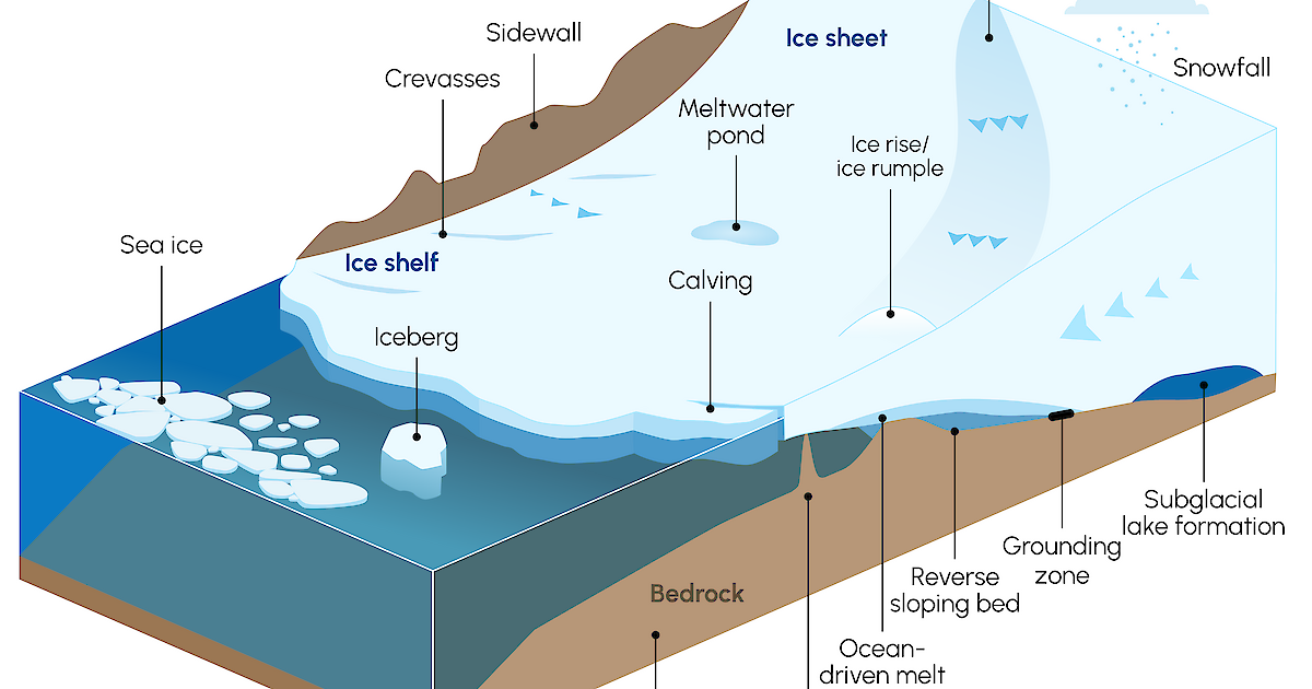 <p>-Ice sheets: massive, grounded continental ice masses resting on land</p><p>-Ice shelves: floating extensions of ice sheets or glaciers that protrude over the ocean while still attached ot land </p>