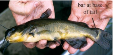 <p>What fish is this</p>