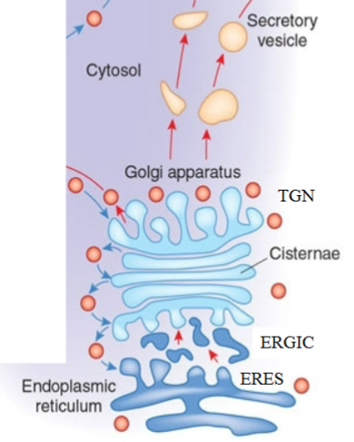 <ol><li><p>plasma membrane</p></li><li><p>secretory vesicles</p></li><li><p>secretory granules (optional)</p></li><li><p>trans-Golgi network (TGN)</p></li><li><p>golgi (multi-compartment organelle)</p></li><li><p>ER</p></li><li><p>ER-Golgi Intermediate Compartment (ERGIC)</p></li><li><p>ER Exit Site (ERES)</p></li></ol><p></p>