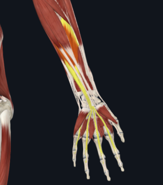 <p>What is the muscle shown in the photo?</p>
