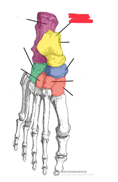 <p>Where is the talus </p>