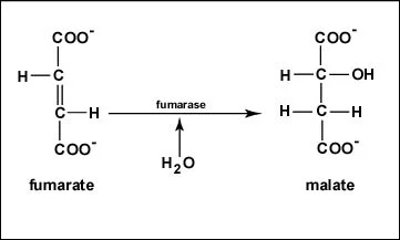 <p>Step 7</p><p>reversible hydration of fumarate to L-malate by adding H<sub>2</sub>O back to the substrate </p>
