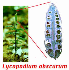 <ol><li><p><strong>lateral sporangia: </strong>stroboli; increase the number of sporangia on a give sporophyte </p></li><li><p><strong>microphyll leaves</strong></p></li><li><p><strong>simple roots </strong></p></li></ol><p></p>