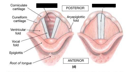 <p><span style="background-color: transparent;">A triangular space formed when the vocal cords are relaxed.</span></p>