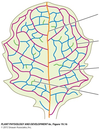 <p>What is the vein size class represented by the orange line?</p>