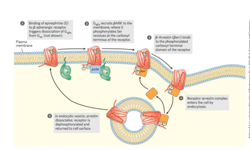 <p>- beta and gamma subunits recruits βARK</p><p>- βARK phosphorylates C terminus of β receptor</p><p>- β-arrestin binds to phosphorylated C terminus</p><p>- endocytosis of receptor complex -> no longer exposed to outside of cell</p>