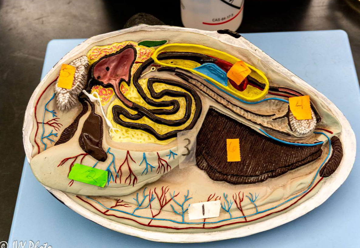 <p>Phylum &amp; name?</p>