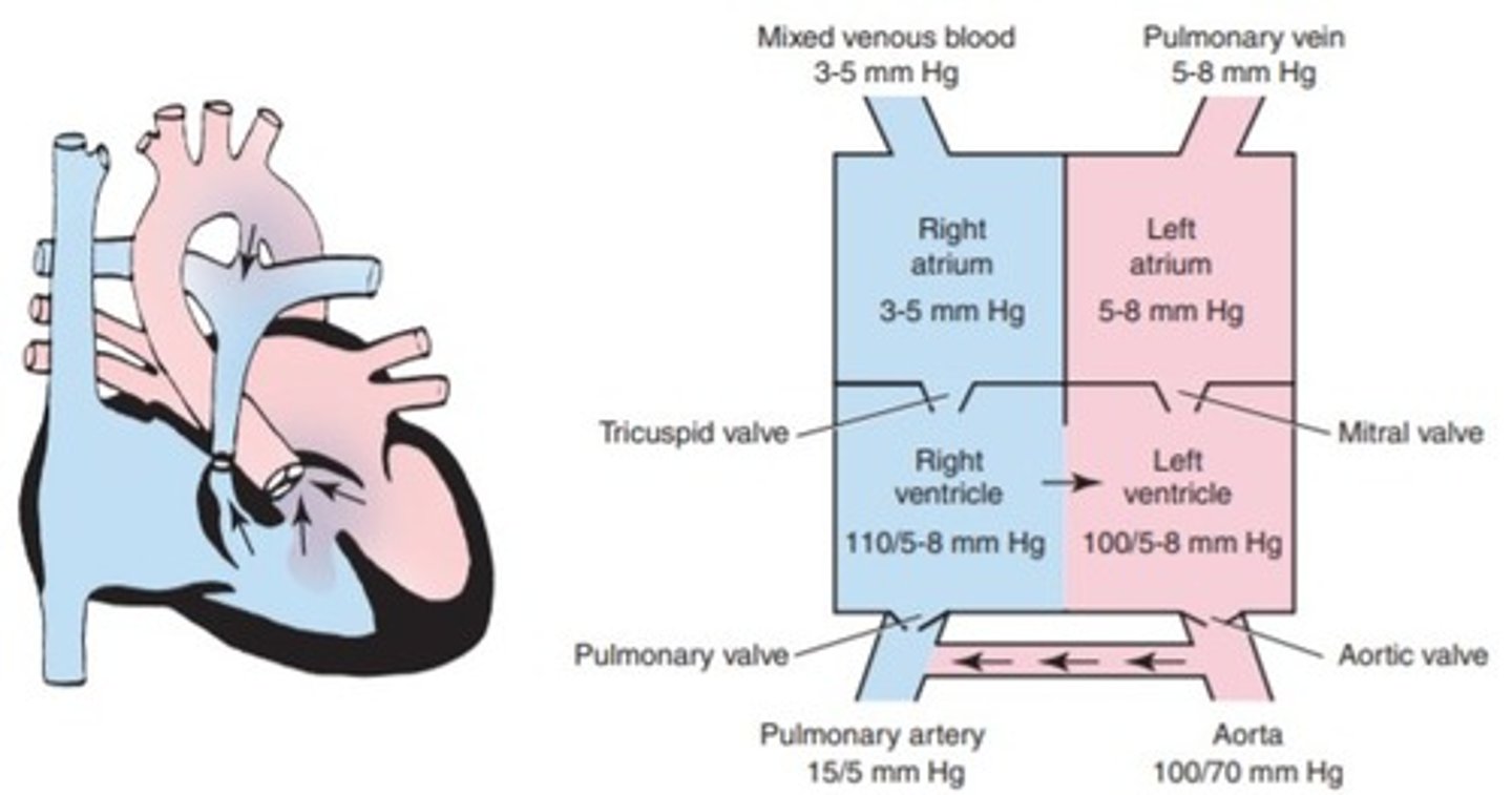 <p>a. Atrial septal defect</p><p>b. Hypoplastic left ventricular syndrome</p><p>c. Patent ductus arteriosus</p><p>d. Tetrology of Fallot</p>