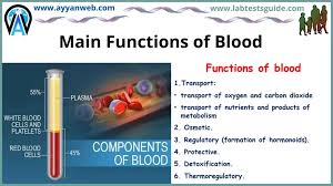 <p>Main function of blood</p>