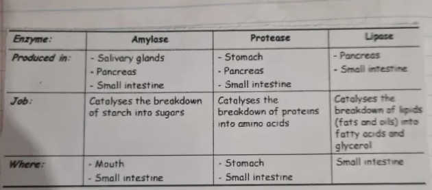 knowt flashcard image