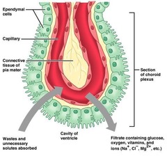 <p>What are the functions of cerebrospinal fluid (CSF)? [4]</p>