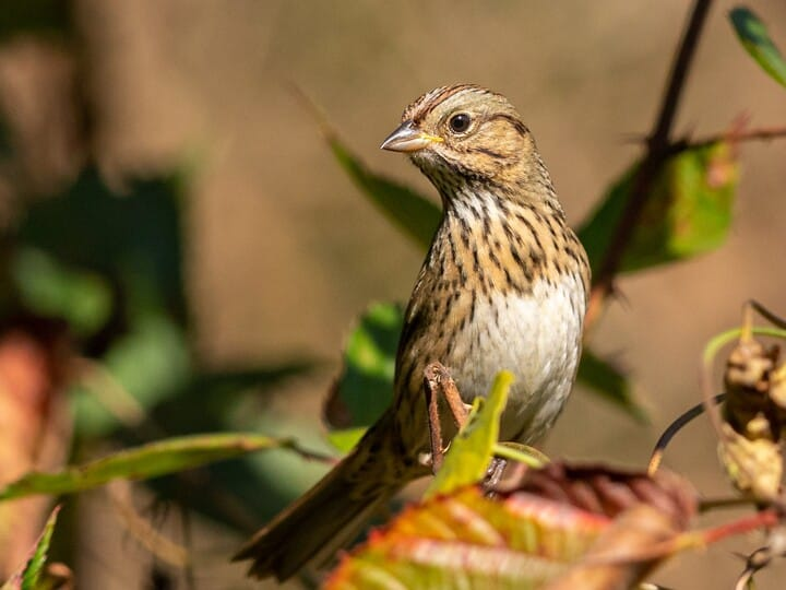 <p>lincoln’s sparrow </p><p>pin stripe streaks on neck/breast<br>very buffy breast/flanks but whiteish belly/throat </p>