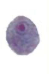 <p>What Amaeba is this?</p>