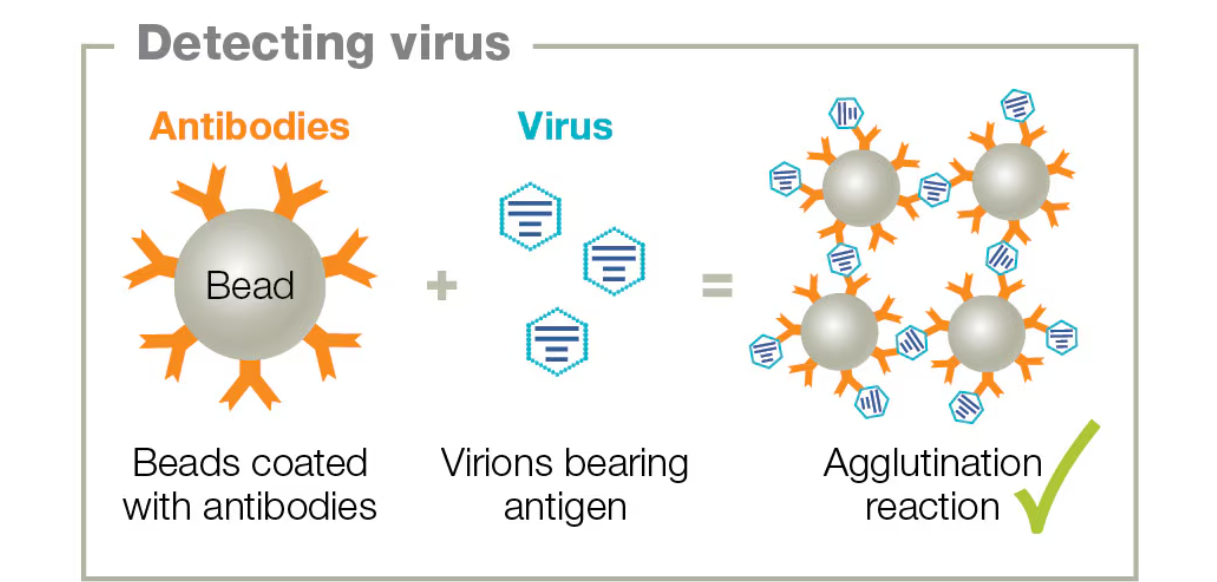 <ul><li><p>Purified antibodies linked to tiny latex beads (coated w/viral proteins)</p><ul><li><p>Specific <strong>antibodies are used to coat latex beads</strong></p></li><li><p>These beads are exposed to a sample containing antigens</p></li><li><p>If beads clump (agglutinate), then it indicates that the antigens bound to the antibodies</p></li><li><p>Used to screen bodily fluids like urine, cerebrospinal fluid, blood for viruses, etc</p></li></ul></li></ul><p></p>