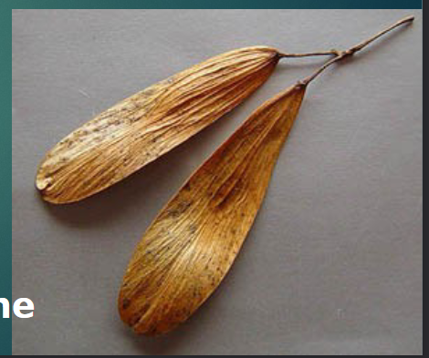 <p><span style="color: rgb(255, 254, 254);">winged achene</span></p><p></p>