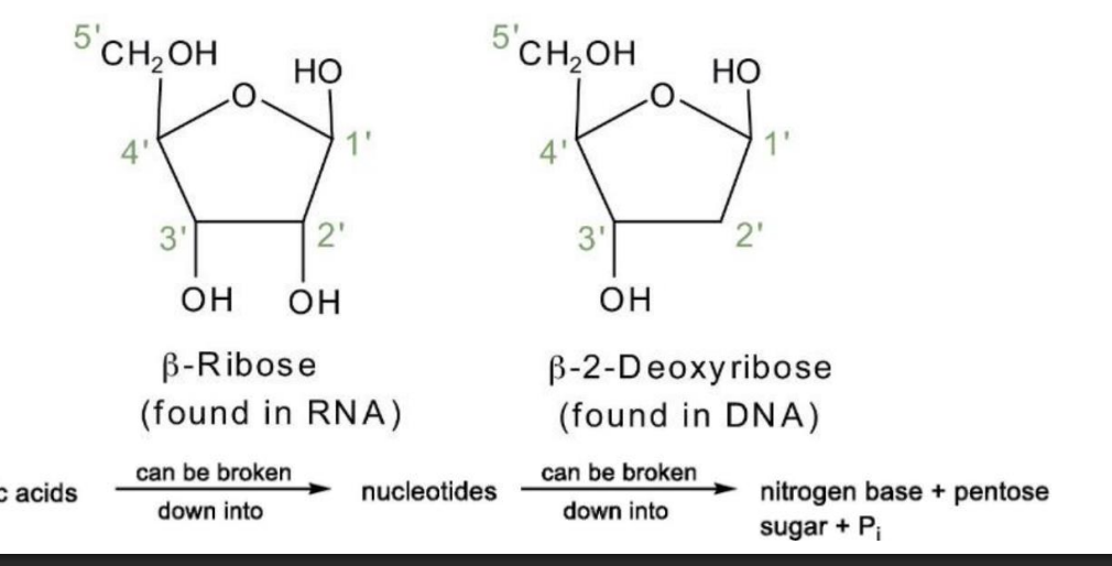 <p>1) Nitrogenous Base</p><p>2) A Pentose Sugar (Ribose= RNA) (Deoxyribose= DNA)</p><p>3) Phosphoric Acid </p>