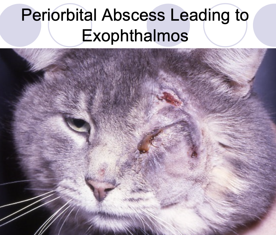 <p>Retrobulbar cellulitis/abscess.</p><p>Neoplasia.</p><p>Crypto.</p><p>Eosinophilic myositis of masticatory mm.</p><p>Extraocular polymyositis.</p><p>Craniomandibular Osteopathy.</p><p>Cysts.</p><p>Hemorrhage.</p><p>Orbital fxs.</p><p>Vascular Anomalies.</p><p>Granulomas.</p><p>Tetanus.</p>