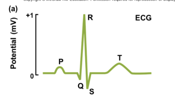 <ul><li><p>Part of an electrocardiogram reading </p></li><li><p>Upward deflection, ventricular repolarization </p></li><li><p>Corresponds to phase 3</p></li></ul><p></p>