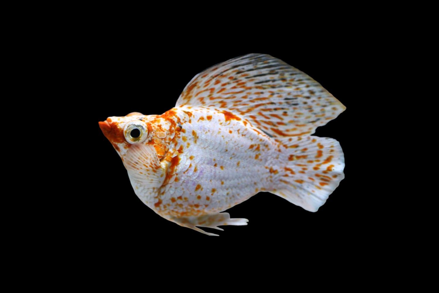 <p>molly</p>