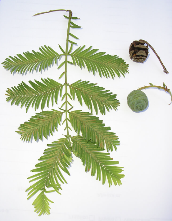 <p>Dawn Redwood</p>
