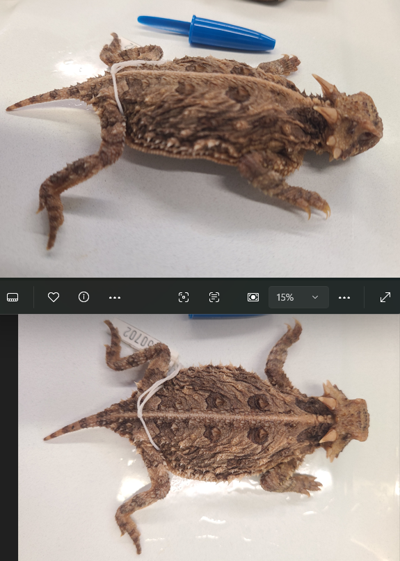 <p><span>Scientific name and distinguishing feature</span></p>