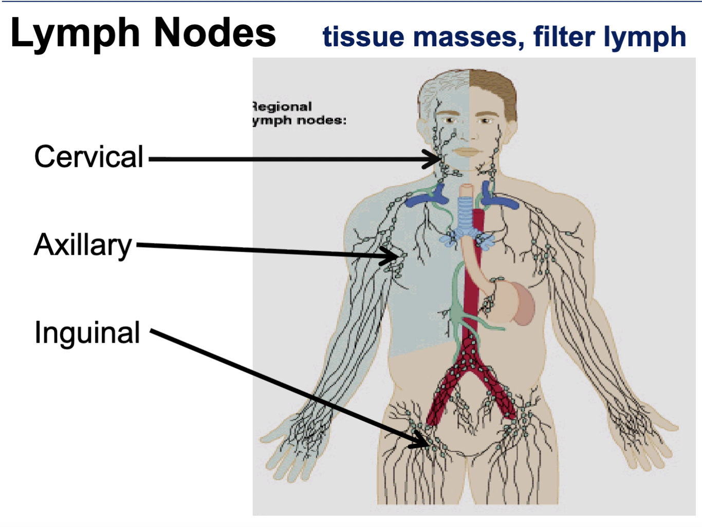 <p>How many types of Lymph nodes are there? and location</p>