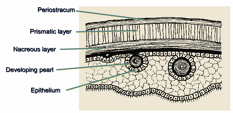 <p>characteristic of phylum Mollusca; made of calcium carbonate and proteins to protect the shell from cracking and produces pearls</p>