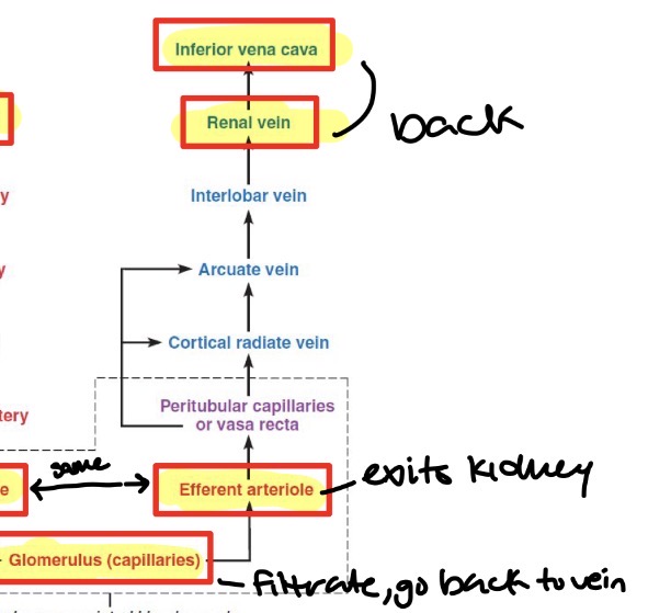 <p>(Blood leaving kidneys): Glomerulus (capillaries) → efferent arteriole → renal vein → IVC</p>