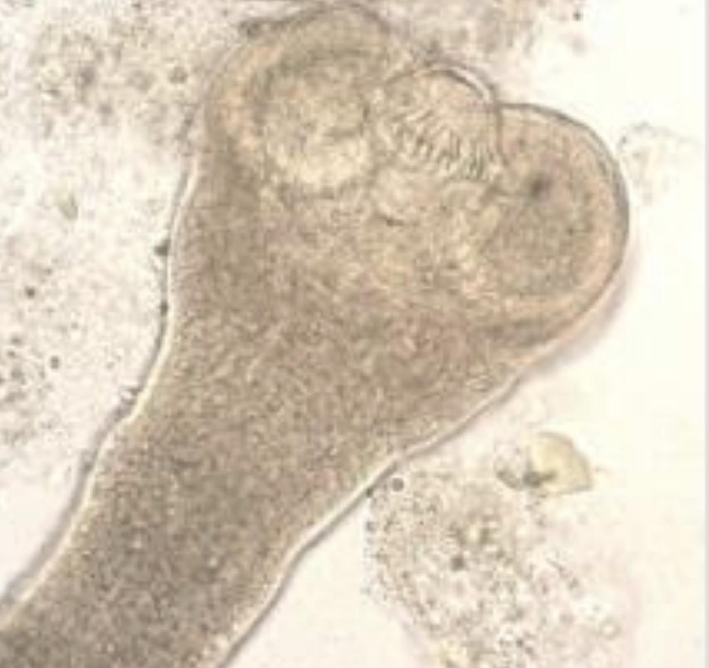 <p>name the species? </p>