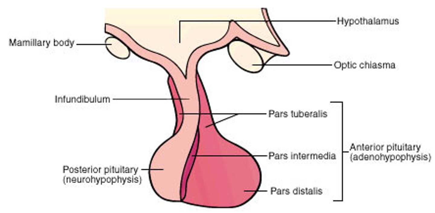 <p>Connects hypothalamus to pituitary</p>