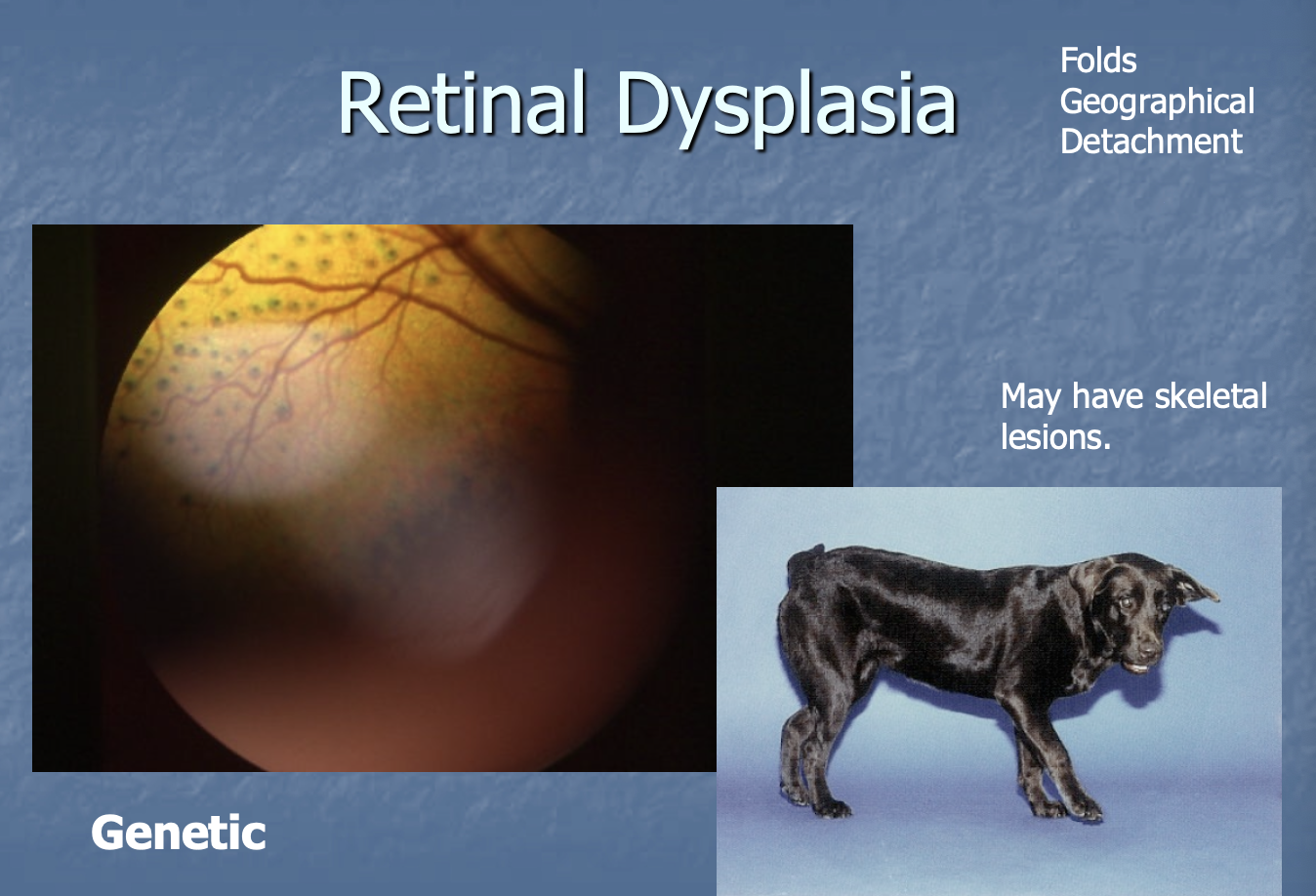 <p>Labradors - will also see forelimb/skeletal abnormalities.</p>