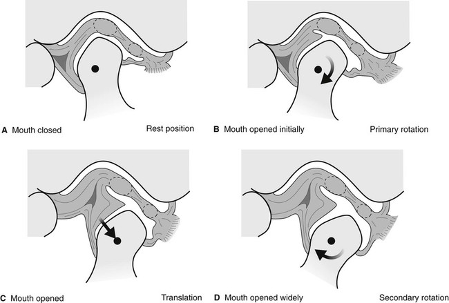 <p><span><em>Resting Position</em>: open packed jaw position, connective tissue is loose</span></p><ul><li><p><span style="background-color: transparent;">Medial + lateral pterygoid muscles relax</span></p></li><li><p><span style="background-color: transparent;">Teeth <strong>not </strong>in contact, mouth slightly open</span></p></li><li><p><span style="background-color: transparent;"><strong>Isometric</strong> contraction of temporalis + masseter</span></p></li></ul><p><span><em>Rotation</em>: first half of mouth opening (20-25mm) >> inferior compartment of TMJ</span></p><ul><li><p><span style="background-color: transparent;">Condylar process rolls anteriorly</span></p></li><li><p><span style="background-color: transparent;"><strong>Eccentric </strong>contraction of temporalis</span></p></li><li><p><span style="background-color: transparent;">Inferior portion of lateral pterygoid tenses</span></p></li><li><p><span style="background-color: transparent;">Superior lateral pterygoid relaxes</span></p></li></ul><p><span><em>Translation: </em>second half of mouth opening >> superior compartment of TMJ</span></p><ul><li><p><span style="background-color: transparent;">Disc + condylar process glide anteriorly</span></p></li><li><p><span style="background-color: transparent;"><strong>Eccentric </strong>contraction of temporalis</span></p></li><li><p><span style="background-color: transparent;">Superior + inferior lateral pterygoid contracts concentrically (shortens)</span></p></li><li><p><span style="background-color: transparent;">Connective tissue taut posteriorly</span></p></li></ul><p><span><em>Closure:&nbsp;</em></span></p><ul><li><p><span style="background-color: transparent;">Disc + condylar process glide posteriorly</span></p></li><li><p><span style="background-color: transparent;">Masseter (+ post temporalis, eccentric lateral pterygoid)</span></p></li><li><p><span style="background-color: transparent;">Connective tissue returns to rest</span></p></li></ul><p></p>