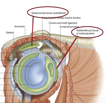 <p>Subtendinous Bursa and subacromial bursa (subdeltoid bursa)</p>