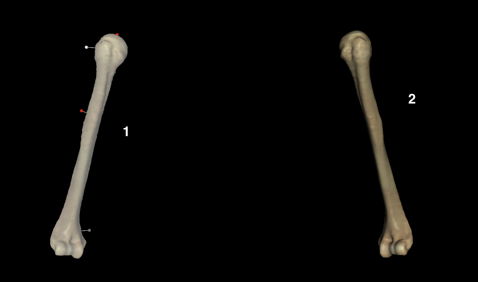 <p>Which number is the left humerus?</p>