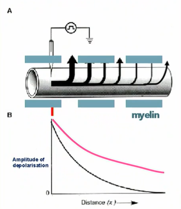 <ul><li><p>due to the insulating properties of myelin, there is less current dissipation as it flows along the axon</p></li><li><p>note: passive conduction occurs in both directions (right and left)</p></li></ul><p></p>