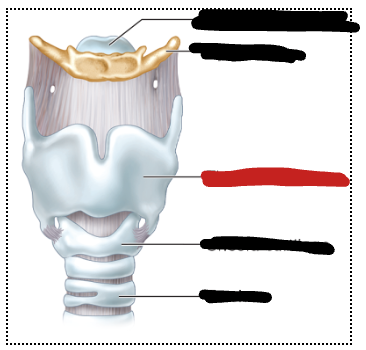 <p>shieldlike structure that is in front of the neck aka adam’s apple</p>