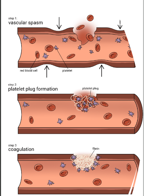 <p>Steps of Hemostasis</p>