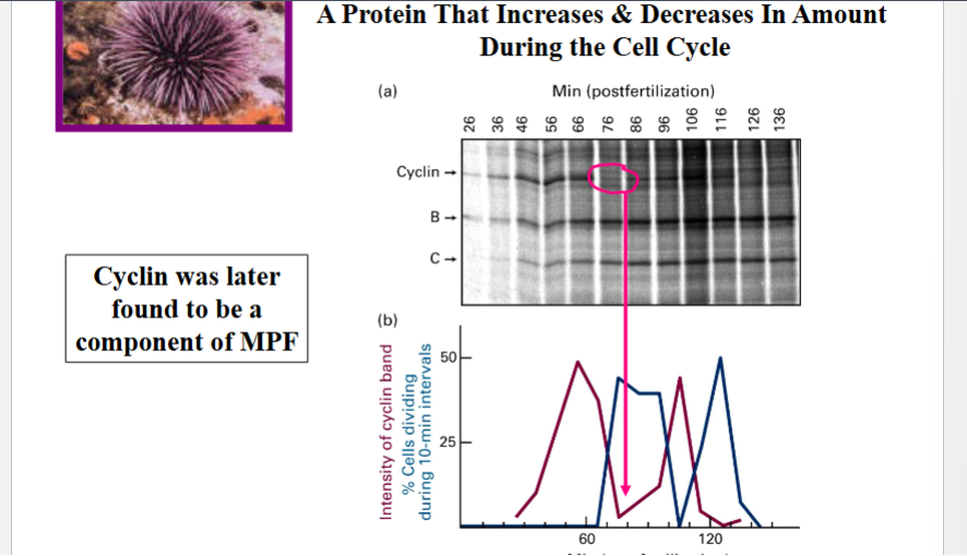 <p><span style="background-color: transparent;">Discovery of Cyclin: The Cycling Protein (Tim Hunt, 1980s)</span></p>