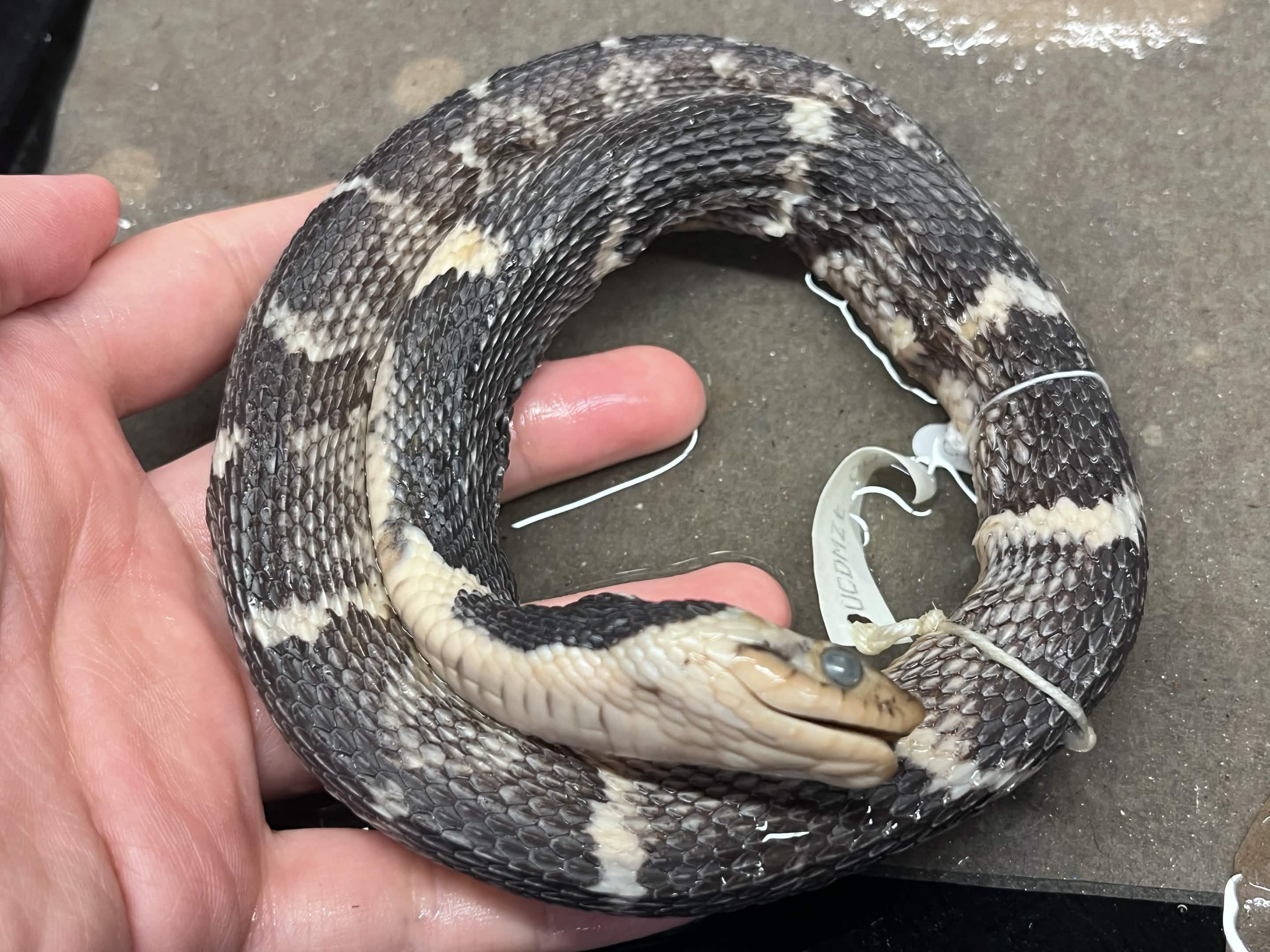 <p>Infraorder + Superfamily + Family + Scientific name?<br>- narrow nose<br>- consistent banding<br>- dark eye stripe</p>