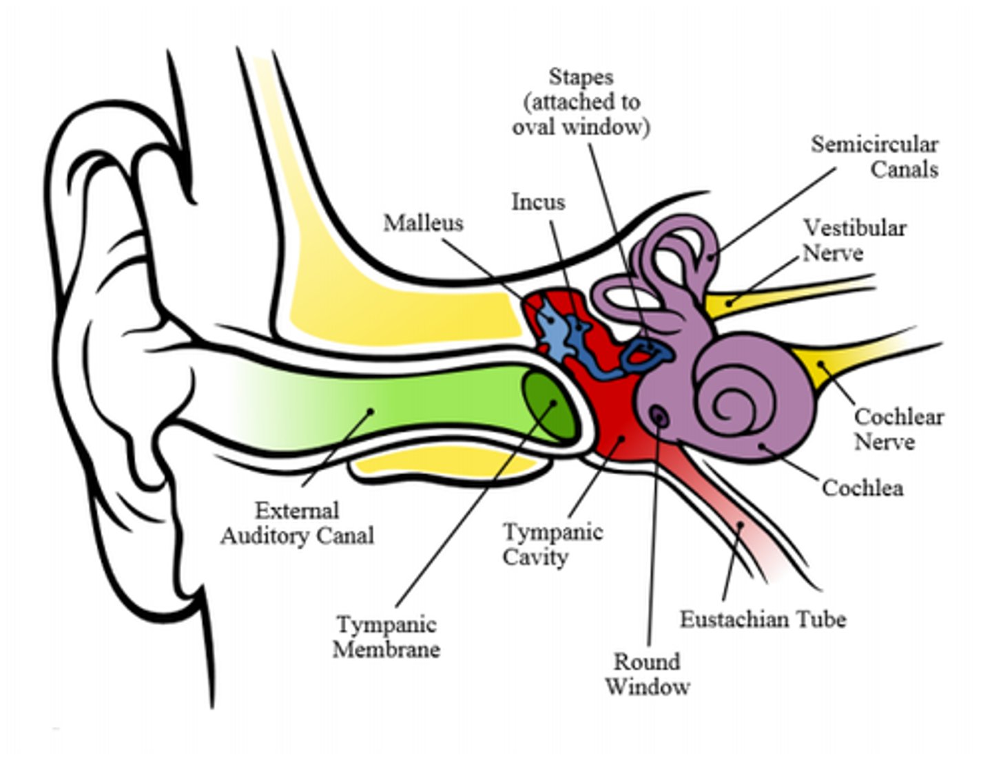 <p>vestibule, semicircular canals, cochlea</p>