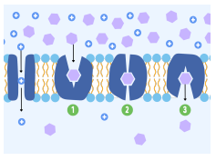 <p><strong>Describe the function of carrier proteins in facilitated diffusion.</strong></p>