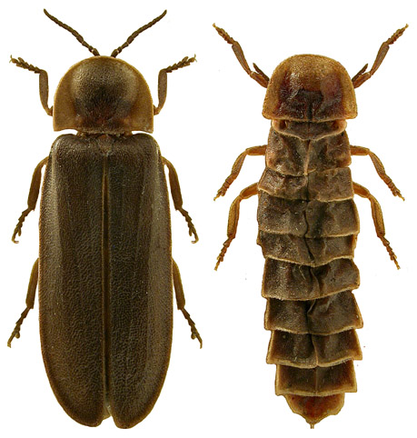 <p></p><p>rad:</p><p>druh:</p>