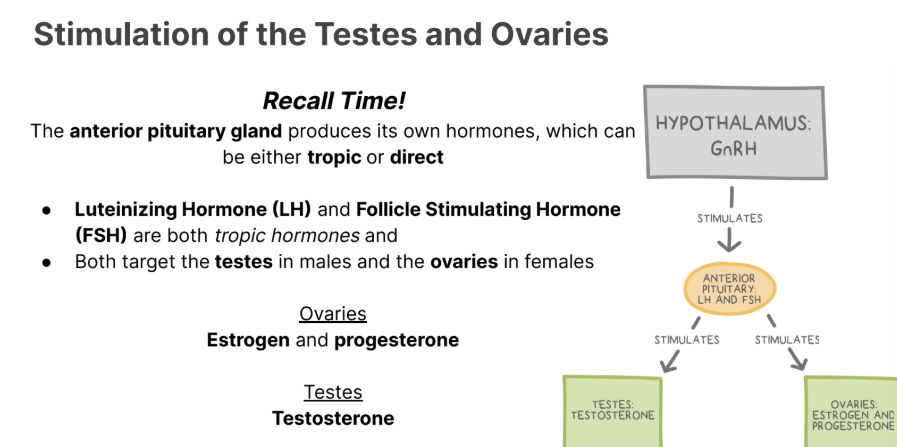 <p></p><p>The<strong> anterior pituitary gland</strong> produces its <strong>own hormones</strong>, which can be either <strong><em>tropic or direct</em></strong></p><ul><li><p><strong>Luteinizing Hormone (LH)</strong> and<strong> Follicle Stimulating Hormone (FSH)</strong> are both tropic hormones and</p></li><li><p>Both target the <strong>testes </strong>in males and the <strong>ovaries </strong>in females</p></li></ul><p></p><p>Ovaries</p><p><strong>Estrogen and progesterone</strong></p><p></p><p>Testes</p><p><strong>Testosterone</strong></p>
